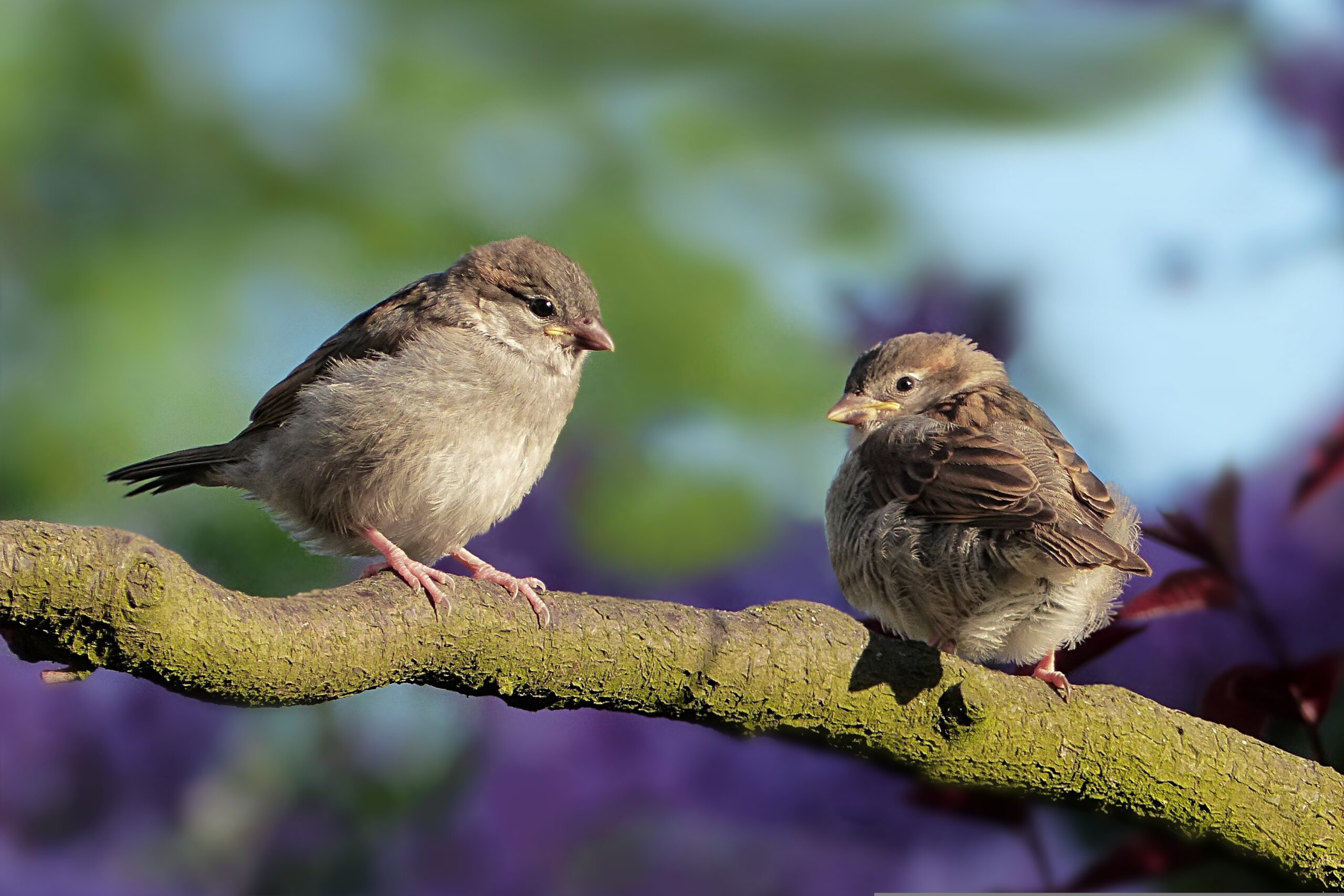 Goede Doelen update: Vogelbescherming: Voor de bescherming en het behoud van vogels in Nederland
