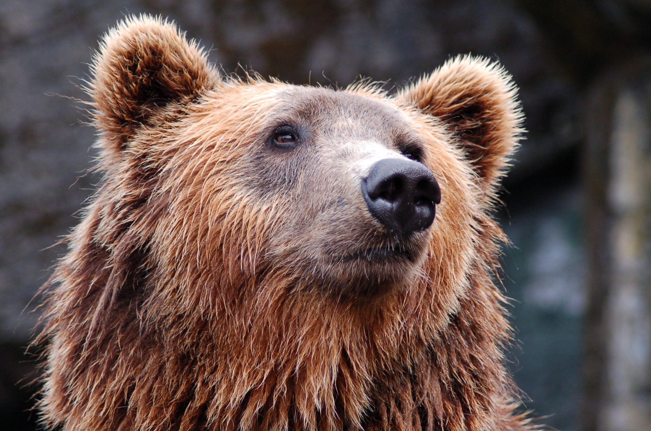 Goede Doelen update: Over de interessante DierenLot organisatie…