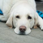 Koopjes update: Hou jij van het maken van kleine schilderijtjes?