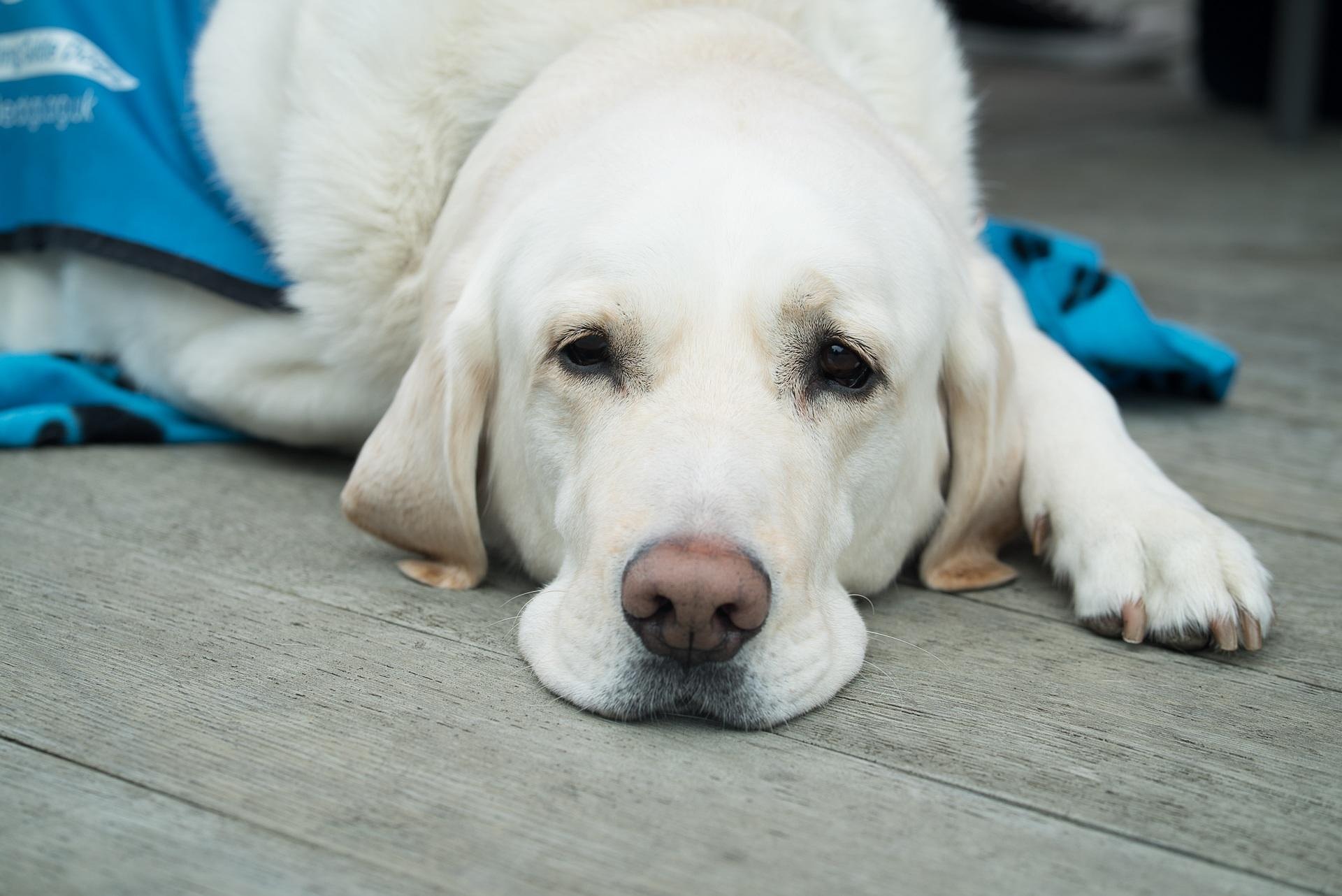 Goede Doelen update: Over de organisatie KNGF Geleidehond…