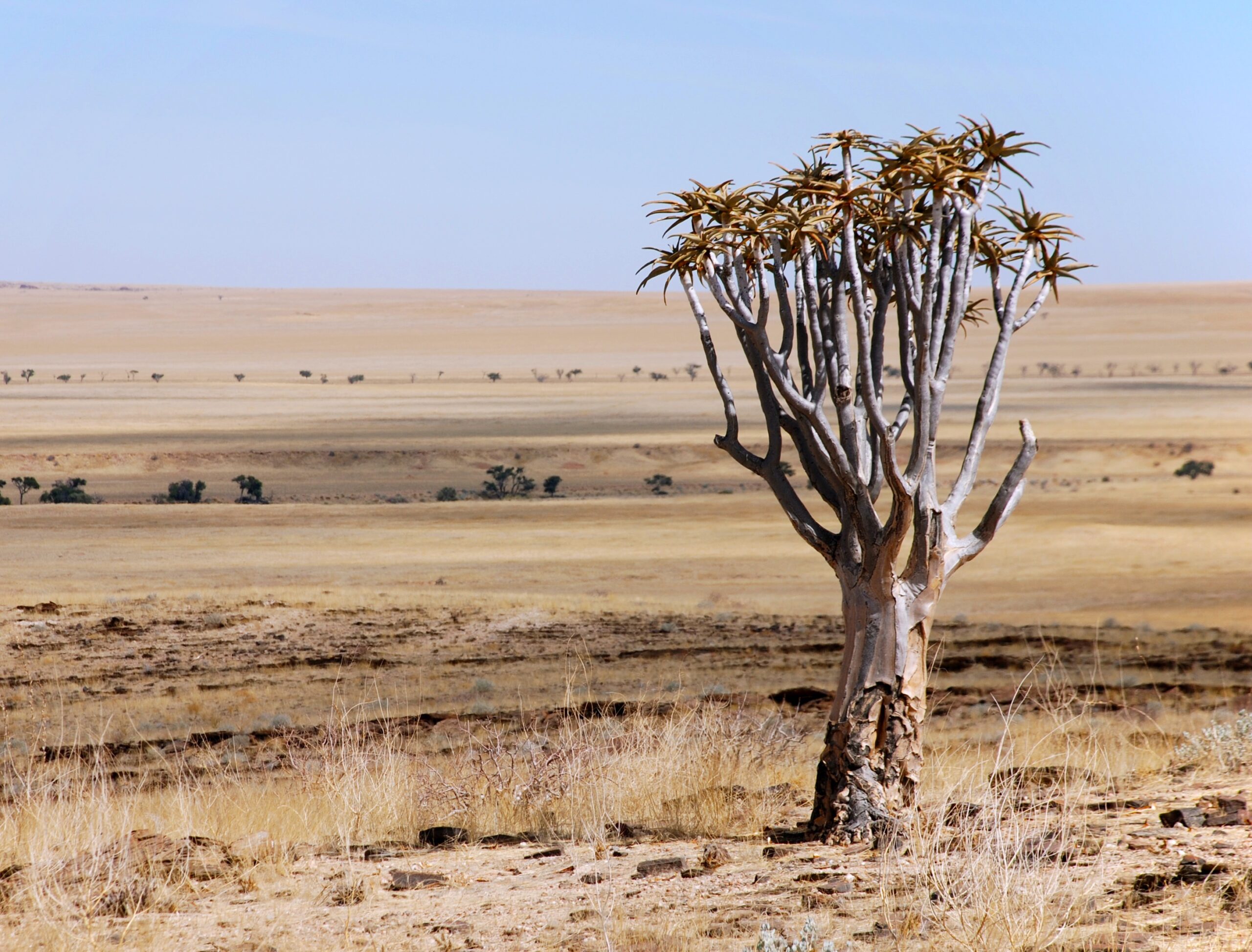 Goede Doelen update: Meer informatie over de interessante Trees.org organisatie…